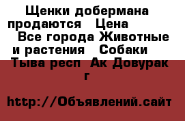 Щенки добермана  продаются › Цена ­ 45 000 - Все города Животные и растения » Собаки   . Тыва респ.,Ак-Довурак г.